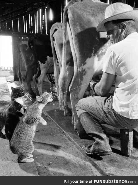 Fresh milk