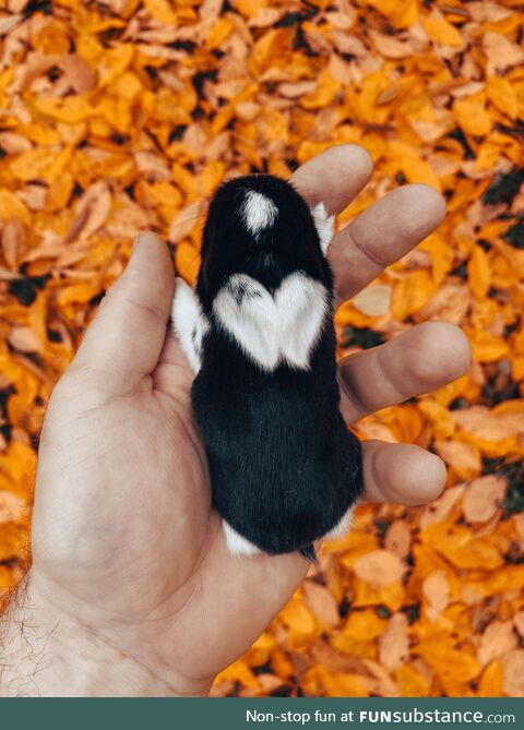 One week old rabbit