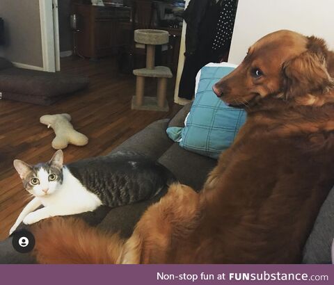Tell me that dogs not up to something