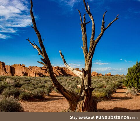 Lonely tree, archesnationalpark