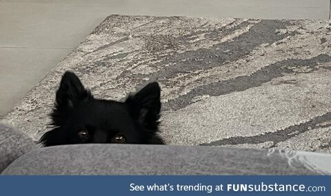 Our dog is seeking for attention :)