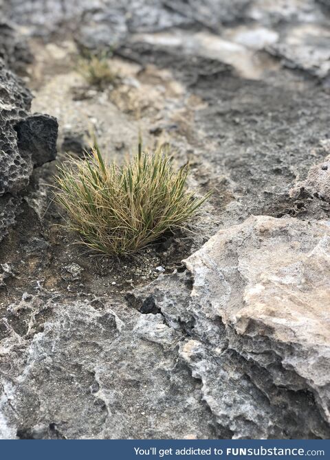 Picture of mini shrub on Kangaroo Island