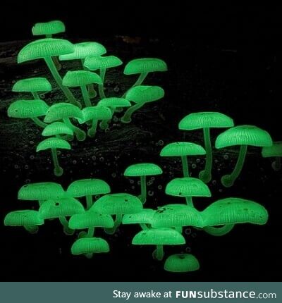 Glow-in-the-dark mushroom - Nature's night lights