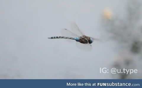 Dragonfly excreting mid-flight