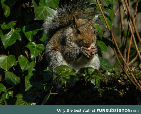 (OC) Took this picture of a cute squirrel