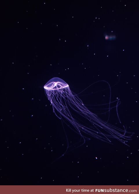 Picture of a jellyfish from Monterrey Bay Aquarium