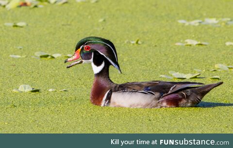 Wood duck