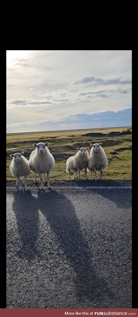 Icelandic sheep