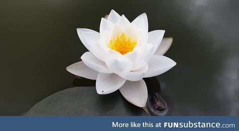 A white lotus for a peaceful day