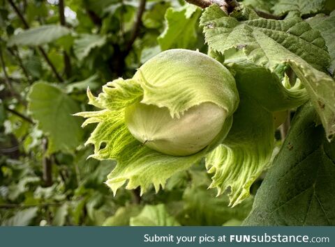 This is how a hazelnut looks while it’s still on the tree