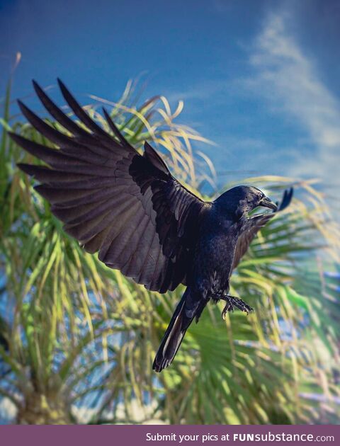 Taken couple years back on vacation, still think it’s one of the cooler animal pics