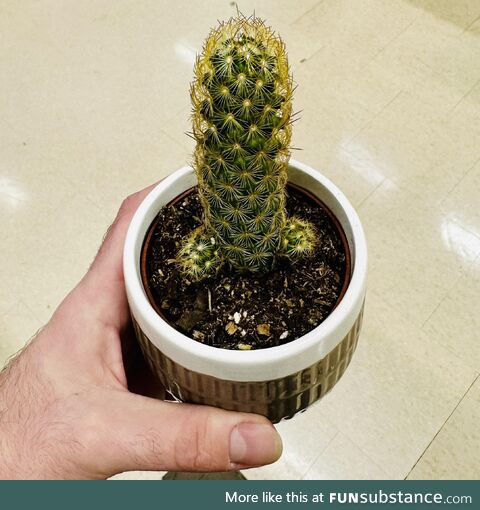[OP] the perfect cactus doesn’t exist, wait