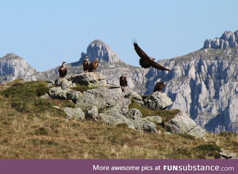 Griffon vultures in Cantabria, Spain
