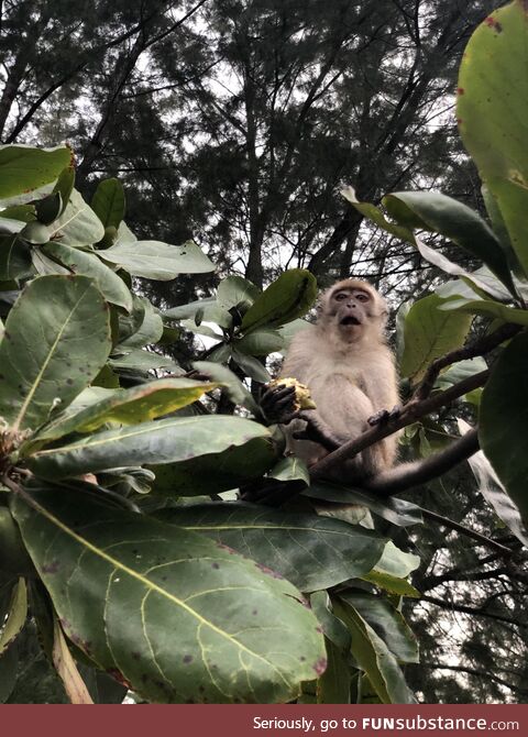 [OC] A surprised monkey