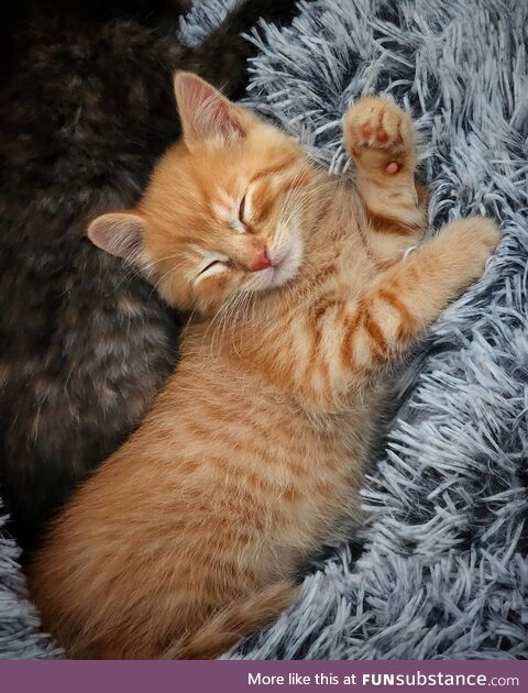 Cheddar sleeps in the sweetest little poses