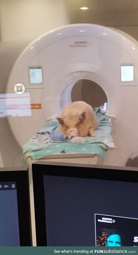 A pig in a human MRI machine (for some reason)