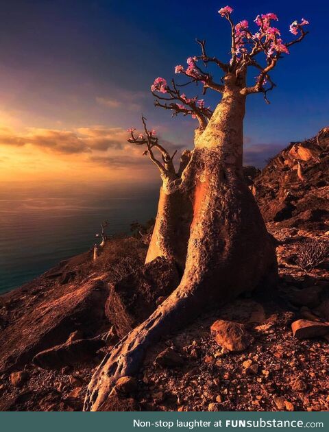 Stunning socotra