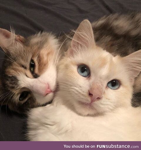 This couple