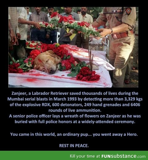 a hero dog (R.I.P)