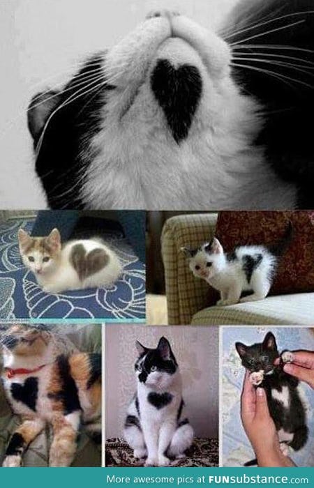 Heart markings on cats