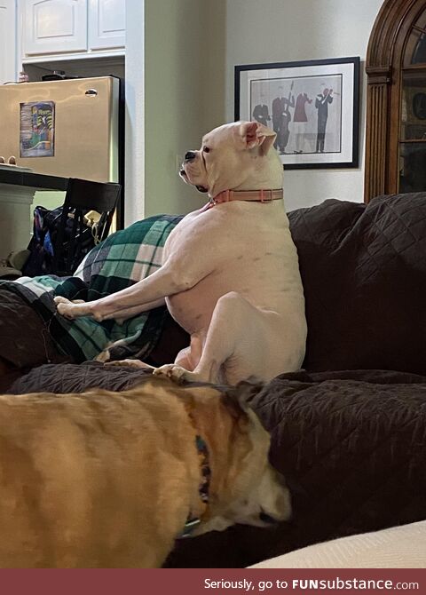 Why is this dog shaped like Elon musk