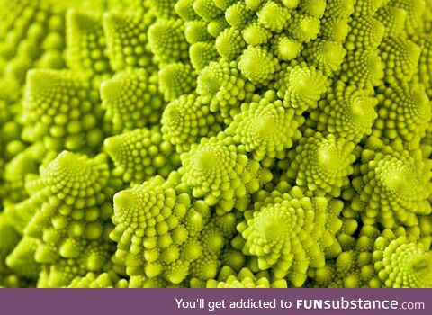Broccoli romanesco