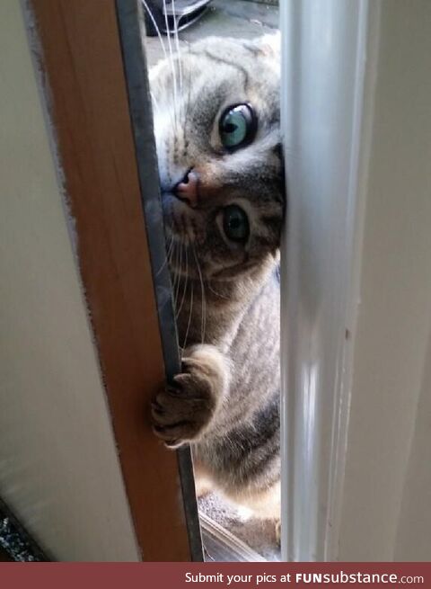 The neighbor's cat demands entry