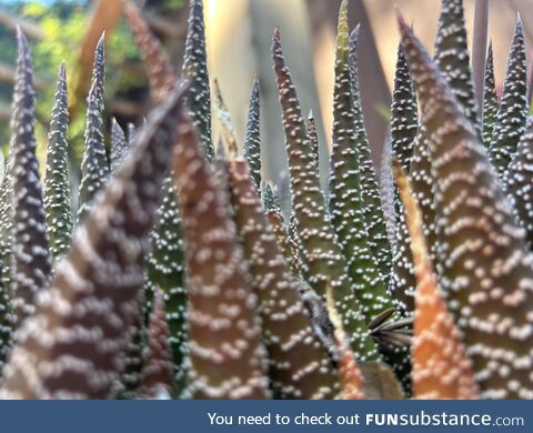 Fascinated by these succulents at close up, looking like a fantasy land of pointy trees