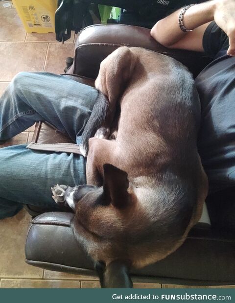 Dad keeps saying she's not a lap dog. THE LAP DOG SAYS OTHERWISE