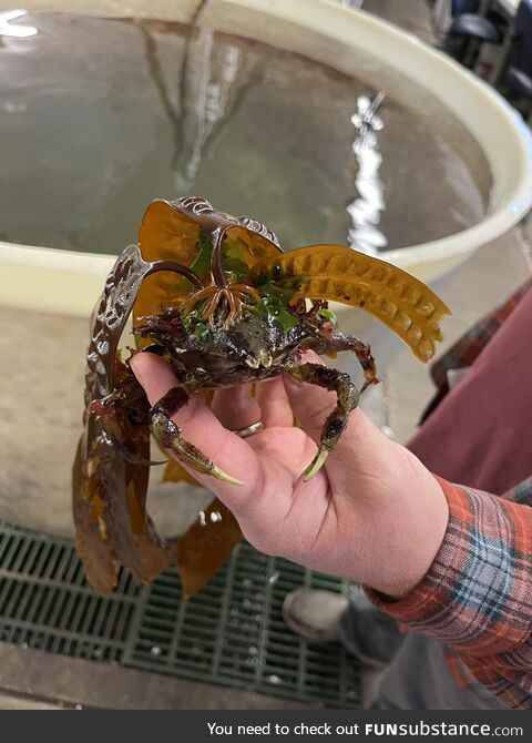 Intertidal thing