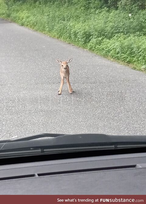 Saw the tinniest baby deer this morning (beeped until he ran into woods)