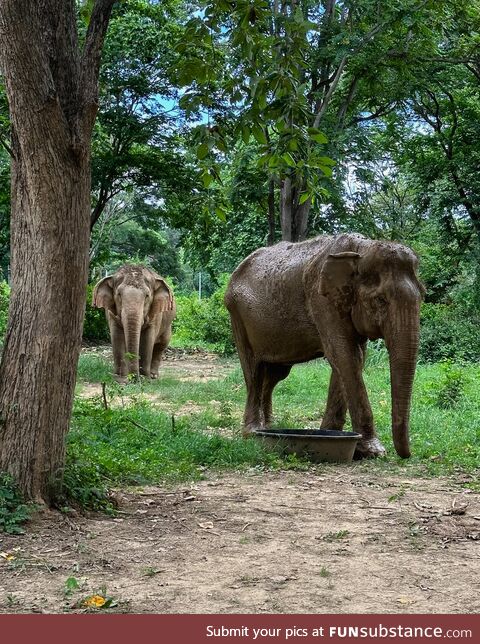 Elephant sanctuary in Thailand