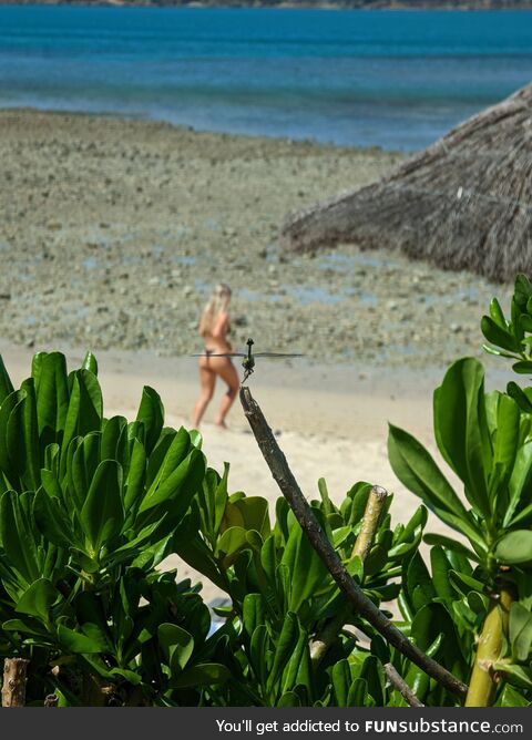 A dragonfly by the beach