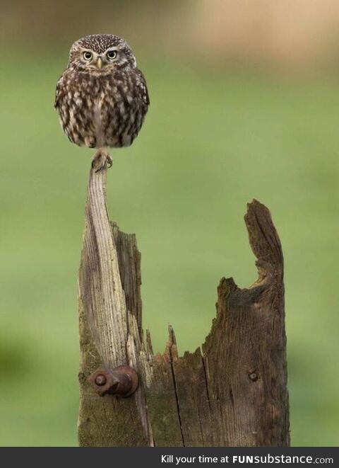 An amusing photograph of an owl
