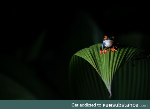 Red eyed tree frog