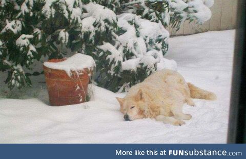 Wolf, husky, white shepard