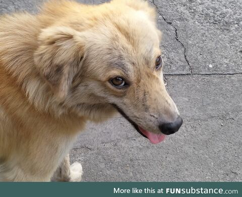 Doggo