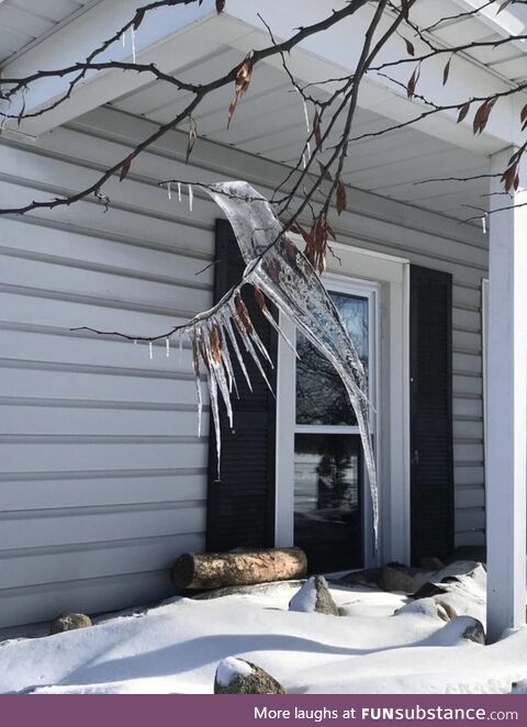Icicle hummingbird