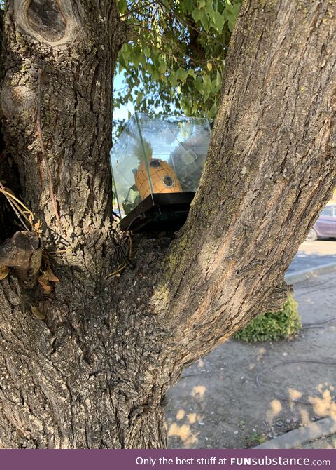 Who lives in a pineapple under the sea up in a tree