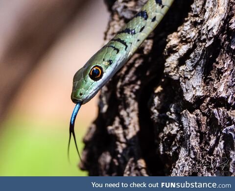 The brightly coloured tongue of a Spotted Bush Snake [OC]
