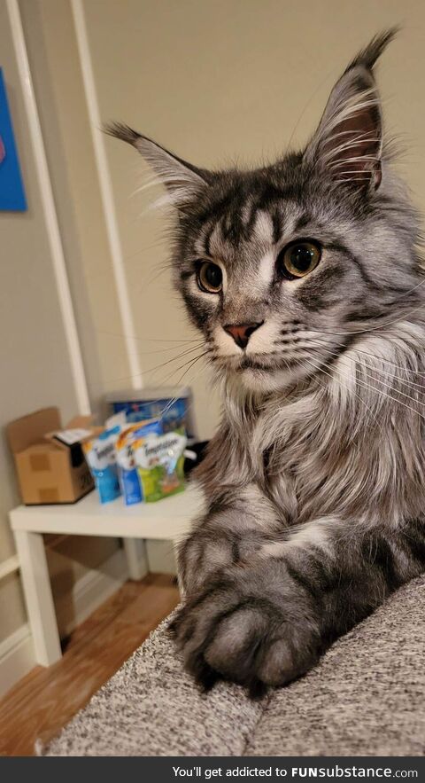 Valentino Patiently Waiting for His Treats