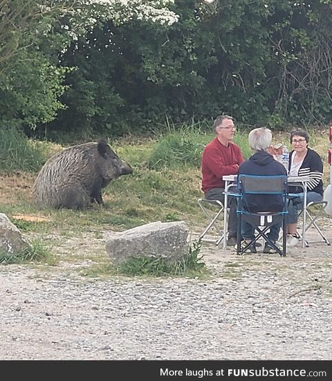 [OC] Wild boar chilling with humans