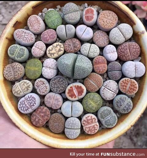 Lithops, type of plants in South Africa that evolved to look like stones