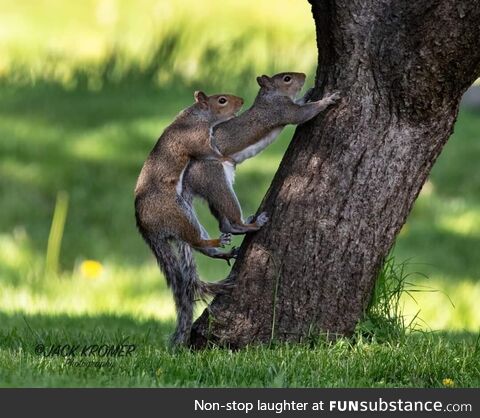Squirrel funny business