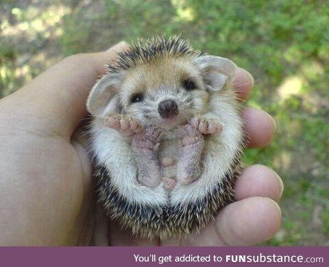 Look how cute this hedgehog is ????