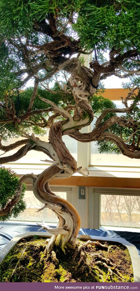 [oc] juniper bonsai