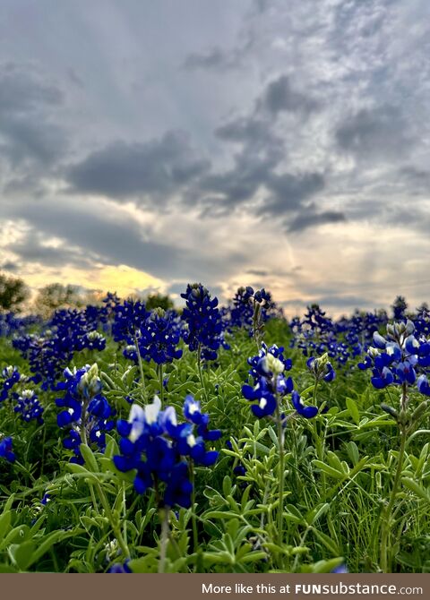 Beautiful bluebonnets 