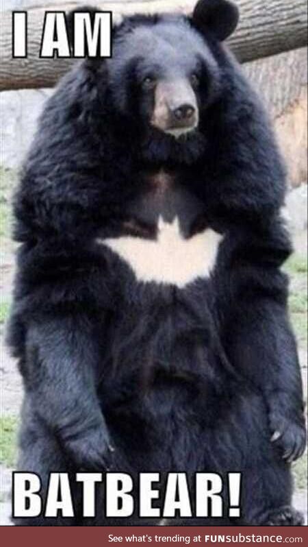 Batman is tired, Batbear is your man