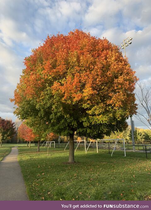 Sunny fall day