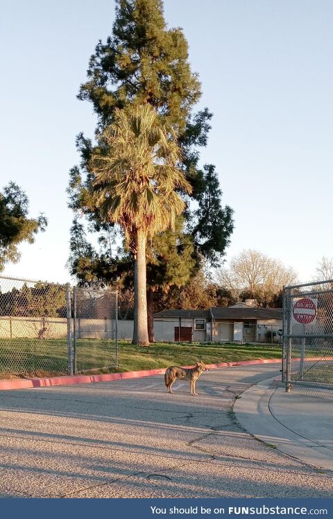 [OC] A good wild boy enjoying the sunrise. Didn't want to get to close and interrupt the